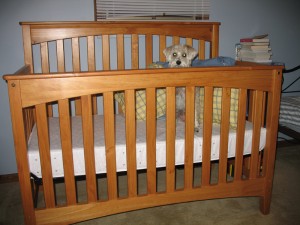 Newly assembled crib with Daisy inside