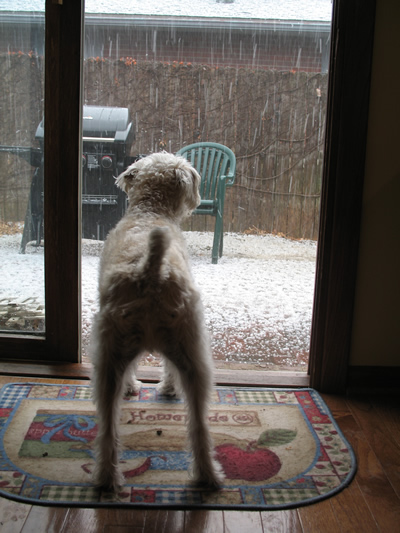 Our dog Daisy watching the hail