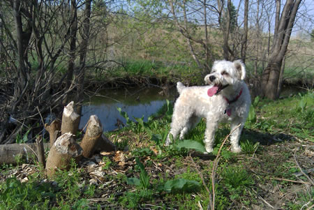 Daisy by a creek